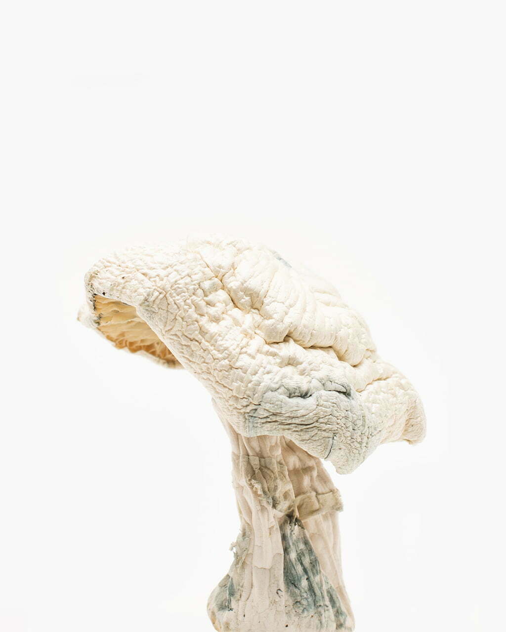 Avery Albino mushrooms, Albino psychedelic mushrooms
