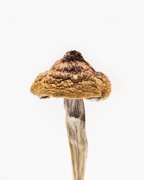 B plus mushrooms, B+ cubensis mushroom