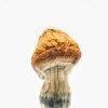 Malabar Coast Mushrooms, Buy Malabar mushrooms