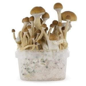 buy Mckennaii mushroom spores, Mckennaii grow kit for sale