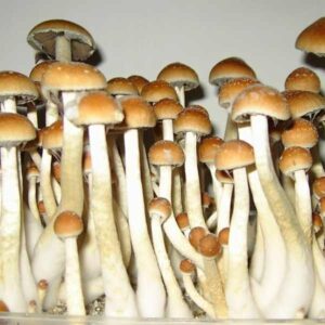 Psilocybin approval