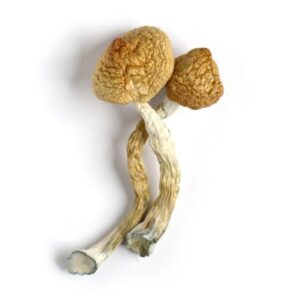 Golden Teacher mushrooms strain