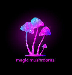 magic mushroom shop