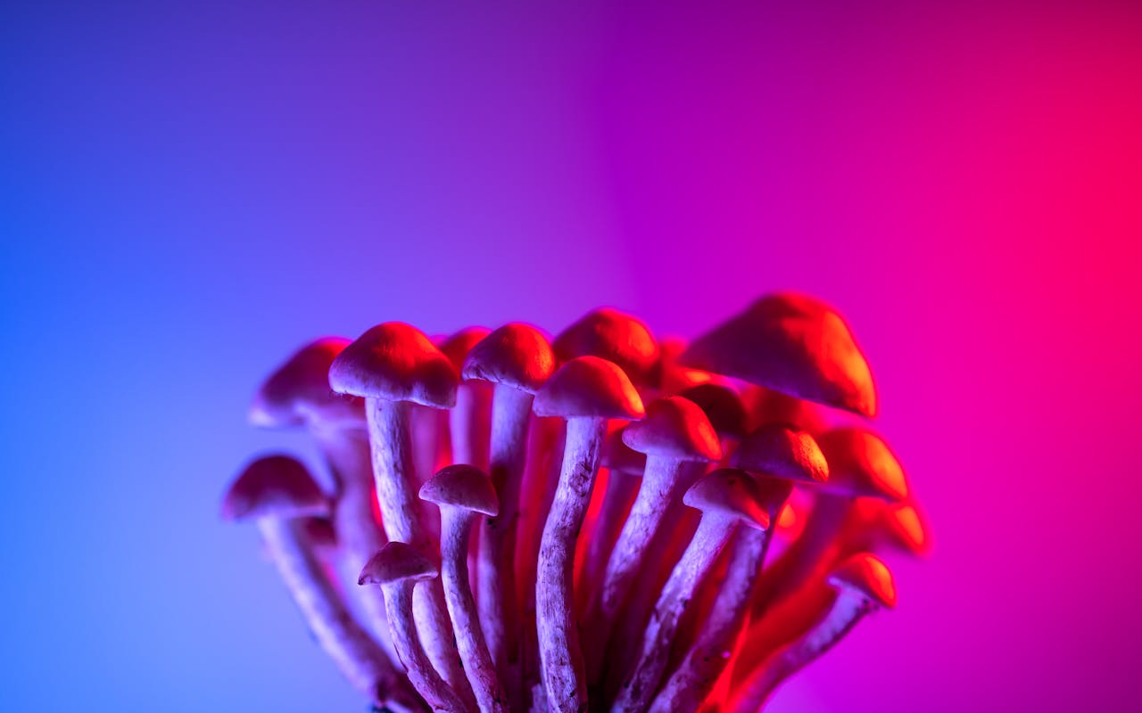 The Psychedelic Edge Why Client Verge Is the Top Magic Mushroom Marketing Agency Brands Are Choosing in 2026