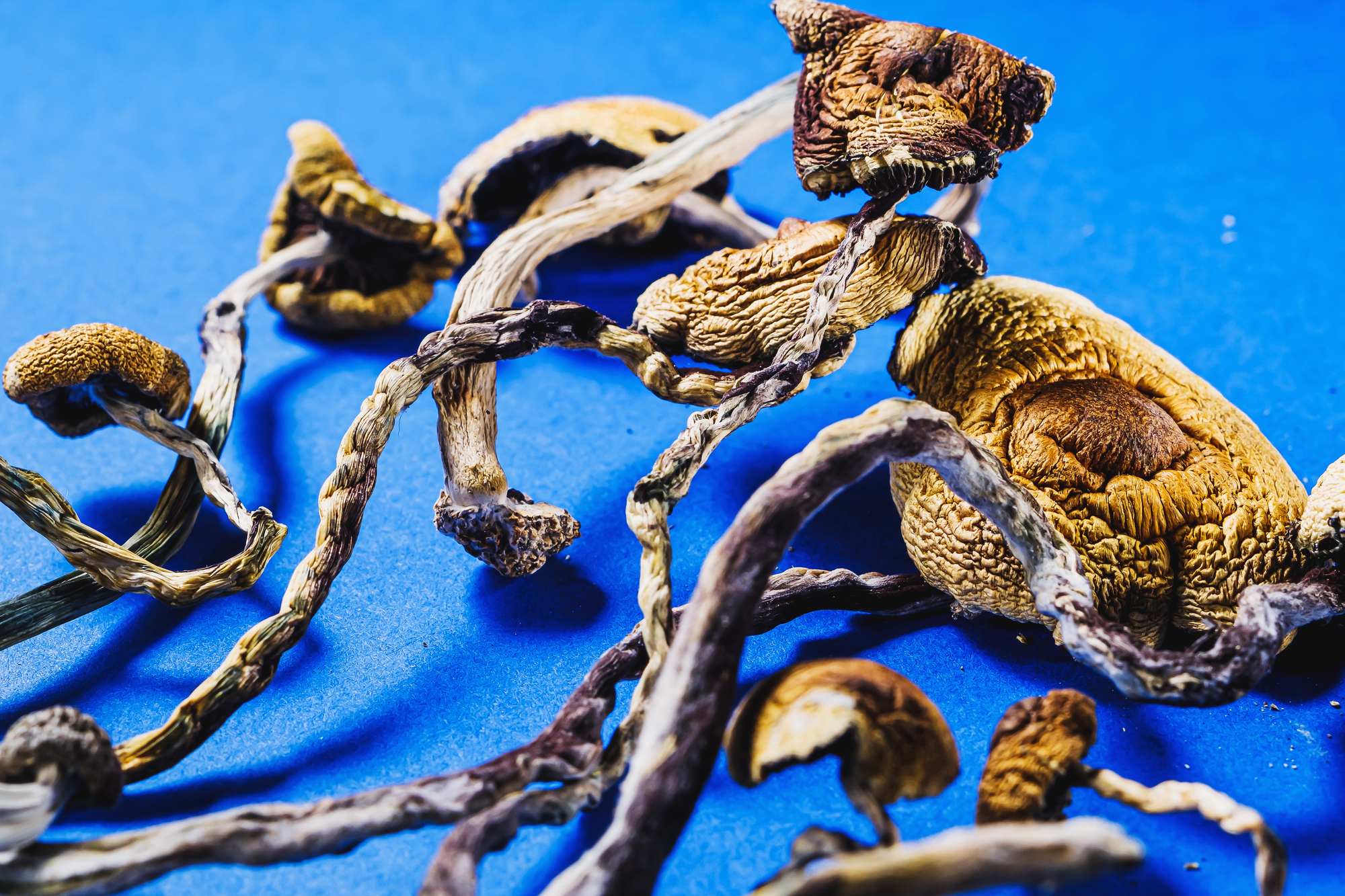 Mushroom Gummies Near Me 5 Best Places to Buy in Boston (2026)