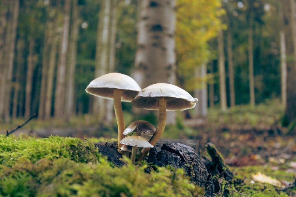 White mushrooms growing on a mossy forest stump surrounded by tall birch trees in autumn woodland